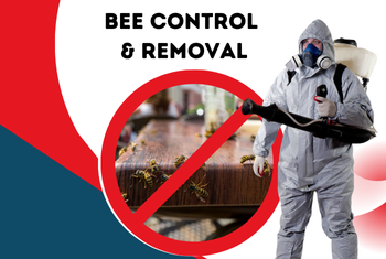 bee control & removal service image